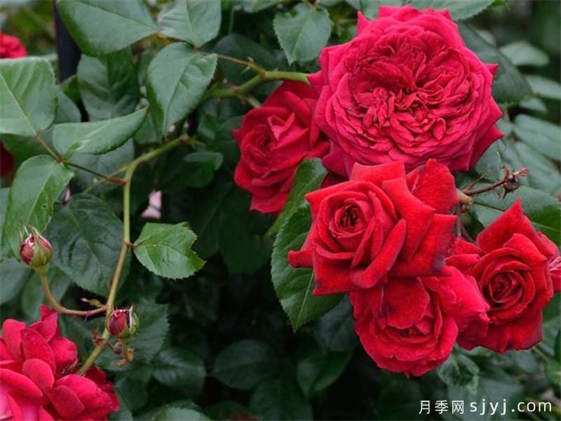 南阳月季：满城芳菲 香飘四海(图5)