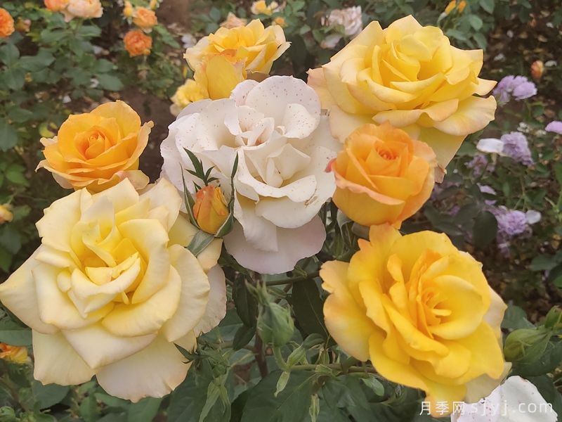 南阳月季：满城芳菲 香飘四海(图7)