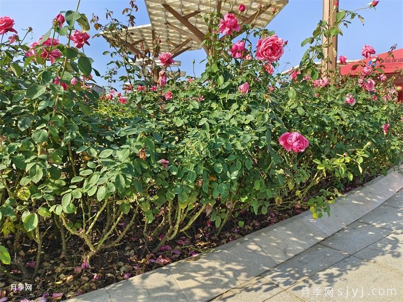 立秋后，如何做好月季花卉的养护？(图1)
