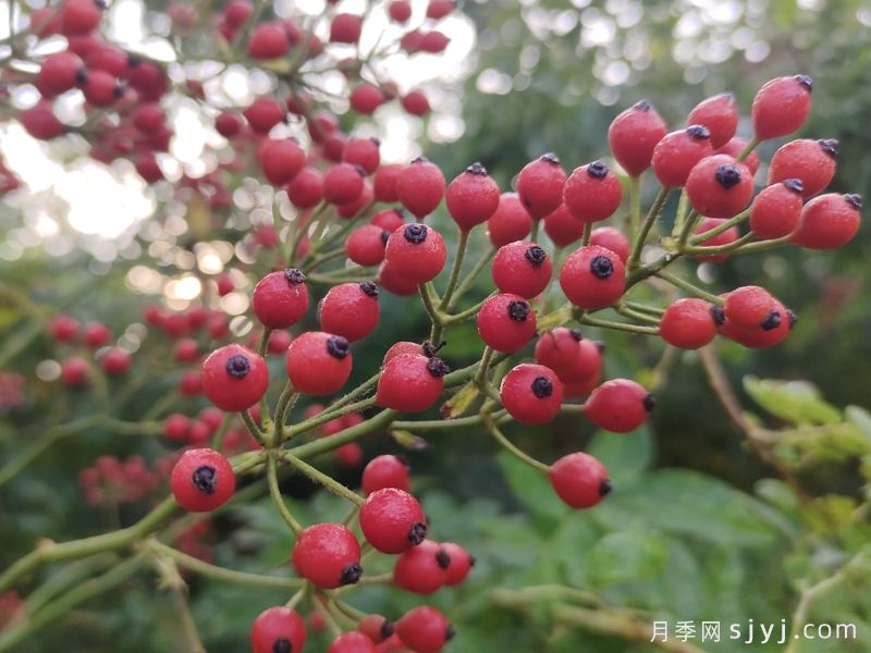 采购山归来蔷薇果就找南阳森景月季基地(图1)